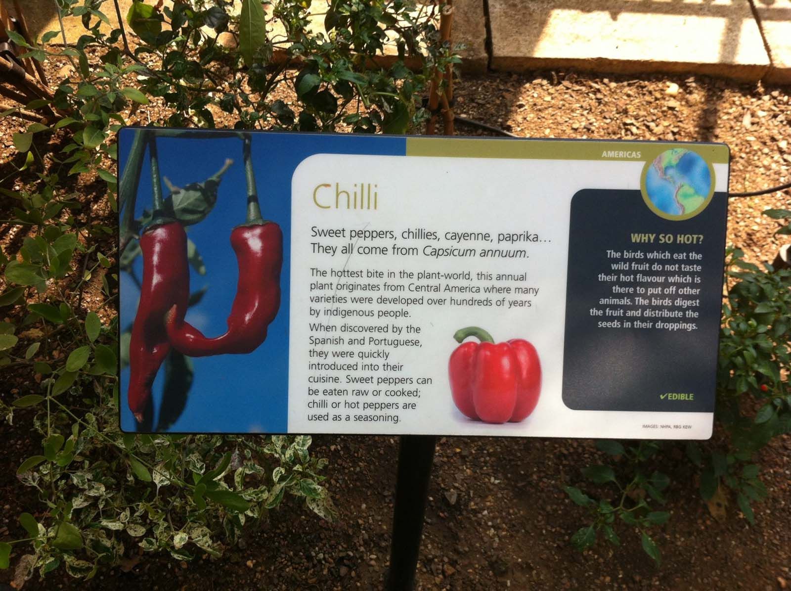 Kew Gardens chilli interp